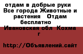 отдам в добрые руки - Все города Животные и растения » Отдам бесплатно   . Ивановская обл.,Кохма г.